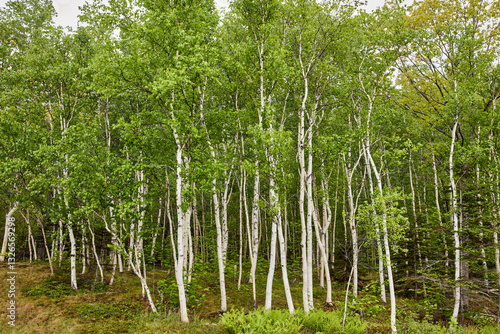 Birch trees cluster with green leaves