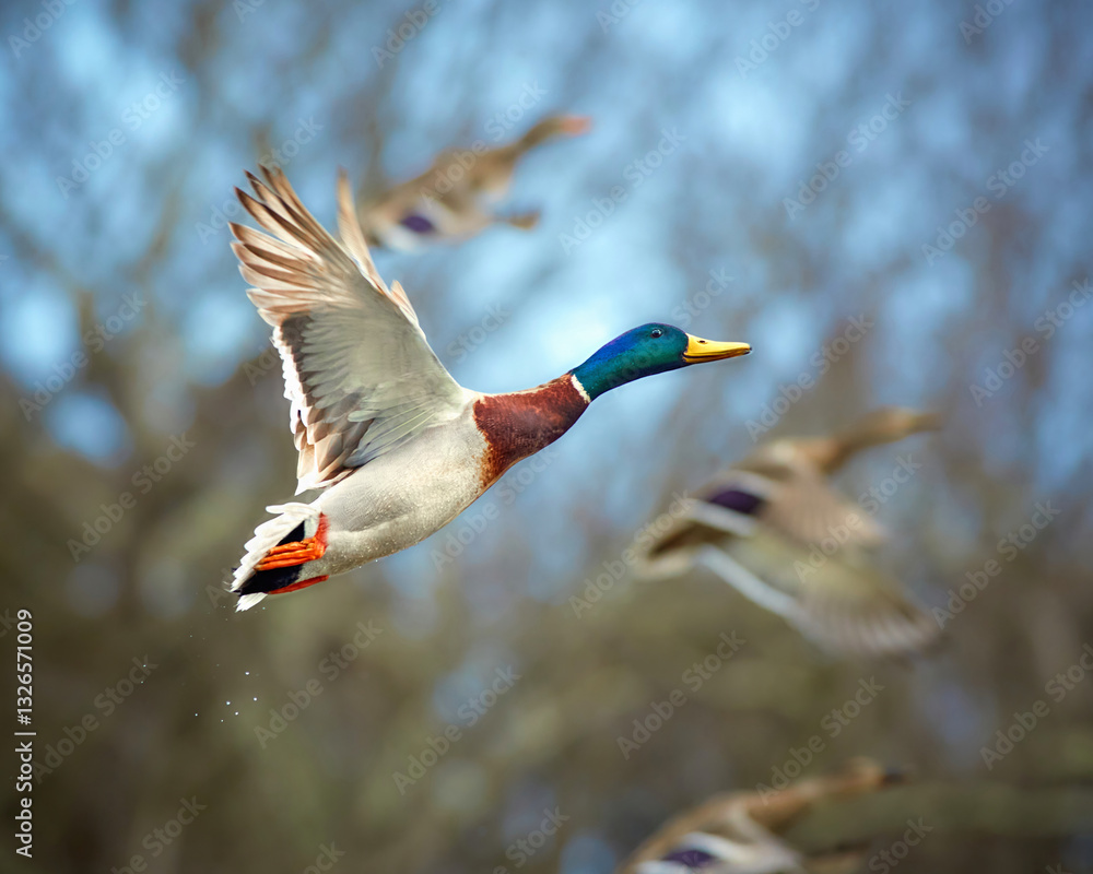 Obraz premium Mallard Ducks flock gracefully flying