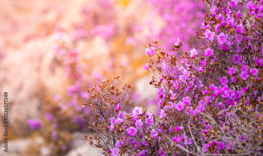Naklejka premium Vibrant spring landscape in Altai mountains with blooming pink maralnik wild rosemary
