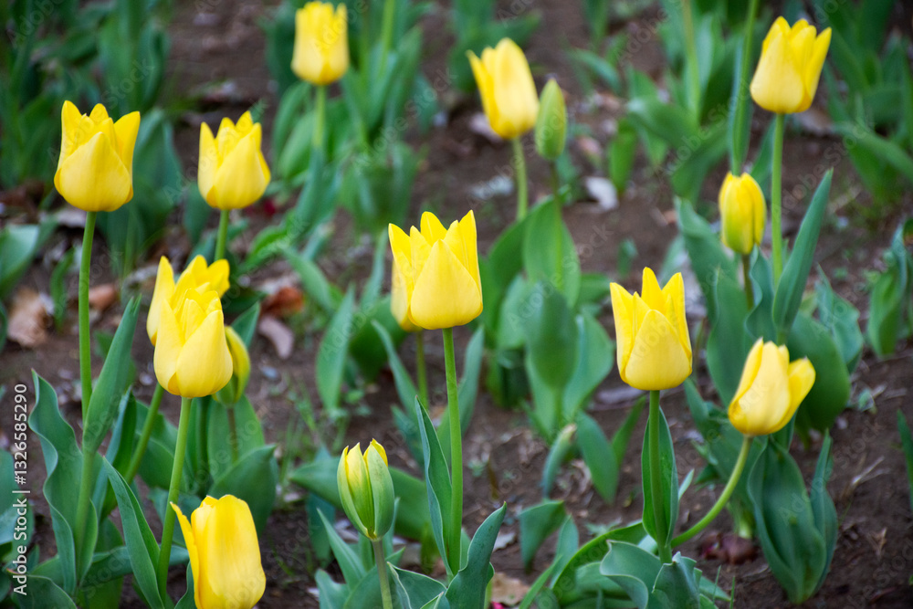 Tulips flower in garden at front of tokyo big sight for Japanese people and foreign travelers visit and take photo at Koto city in Tokyo, Japan Tulips flower in garden at front of tokyo big sight for Japanese people and foreign travelers visit and take photo at Koto city in Tokyo, Japan