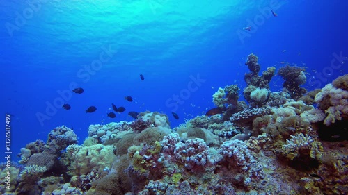 Wallpaper Mural Reef Coral Garden. Blue turquoise sea water waves. Colourful tropical coral reefs. Blue water background. Colourful underwater ambience. Torontodigital.ca