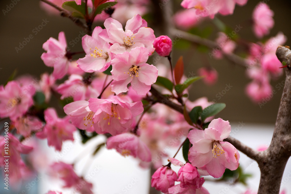 Spring flowers series Beautiful Cherry blossom or sakura flower at public garden park of tokyo big sight in Ariake town at Koto city in Tokyo, Japan Spring flowers series Beautiful Cherry blossom or sakura flower at public garden park of tokyo big sight in Ariake town at Koto city in Tokyo, Japan