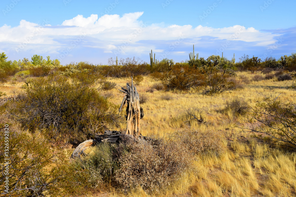 Fototapeta premium Landscape Sonora Desert Arizona