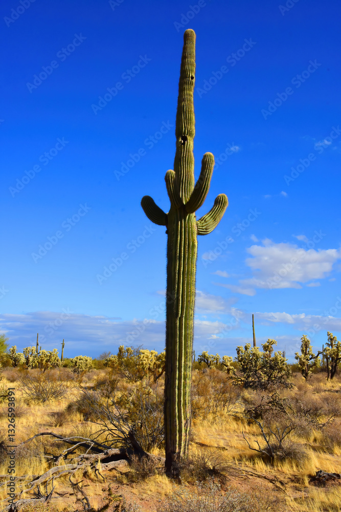 Old Saguaro Cactus Sonora desert Arizona Old Saguaro Cactus Sonora desert Arizona