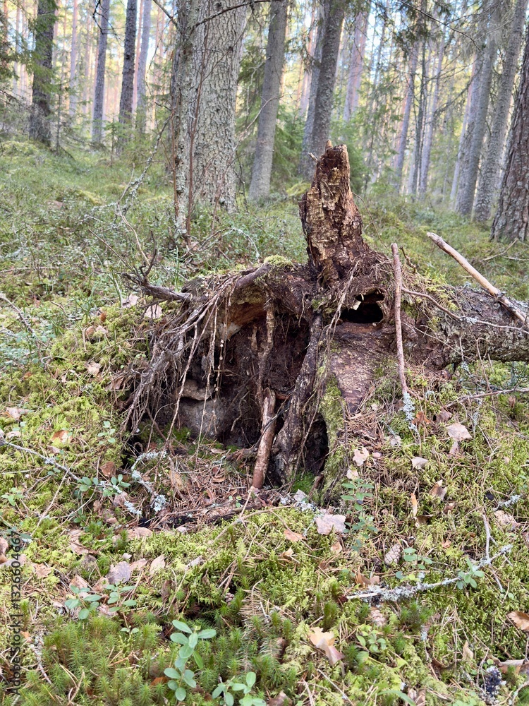 A detailed view of the exposed roots of a fallen tree in the middle of a dense forest. The intricate root system contrasts with the surrounding trees, creating a striking natural scene. A detailed view of the exposed roots of a fallen tree in the middle of a dense forest. The intricate root system contrasts with the surrounding trees, creating a striking natural scene.
