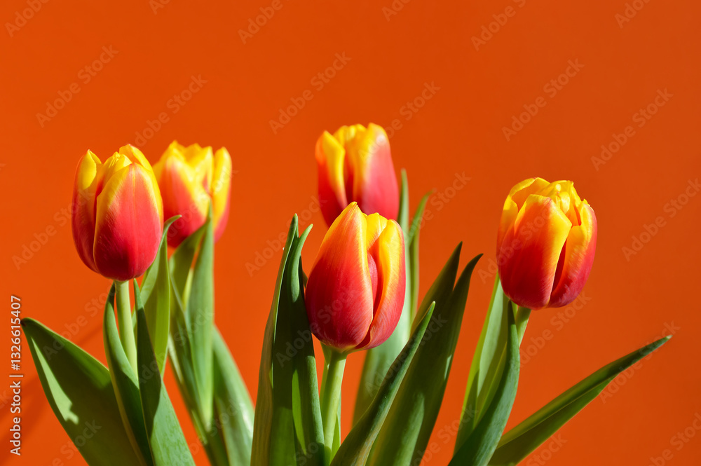 a bouquet of tulips, spring flowers. March 8th, birthday, spring festival. background for the design. a bouquet of tulips, spring flowers. March 8th, birthday, spring festival. background for the design.
