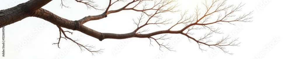 Long slender branches stretching out from a central point isolated on white background, tree limb, woody Long slender branches stretching out from a central point isolated on white background, tree limb, woody