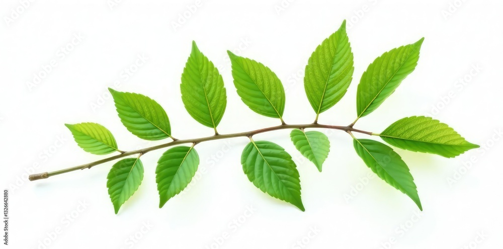 Single isolated branch with leaves on white background, clean, leafy branch, isolated Single isolated branch with leaves on white background, clean, leafy branch, isolated