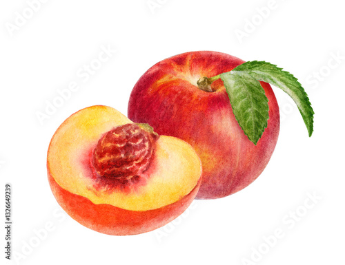 Hand-Painted Watercolor Nectarine Botanical Illustration Isolated on White