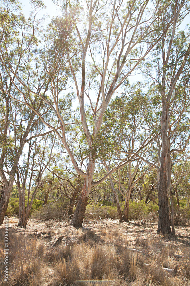 Australian landscape in rural Victoria with grass and gum trees Australian landscape in rural Victoria with grass and gum trees