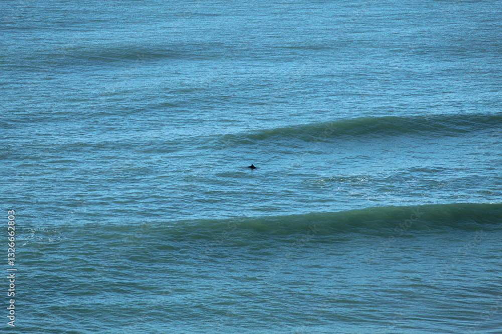 Obraz premium golfinho nadando no mar em laguna, santa catarina