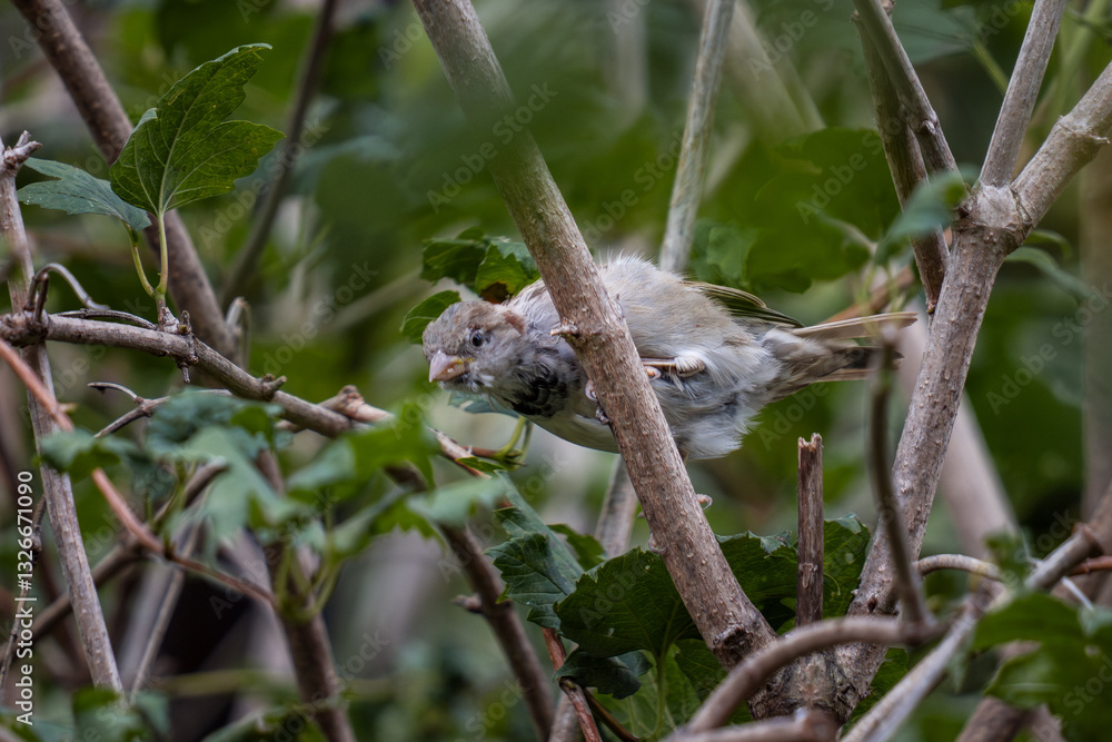 Fototapeta premium Close-up shot of a young sparrow clinging to branches among lush leaves in a garden, highlighting the bird’s natural habitat and curious behavior.