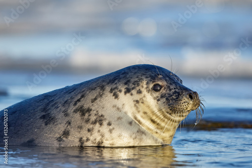 Closeup of grey seal with upper body out of the shallow water looking at the evening sun on blurred background