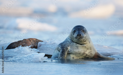 Grey seal youngling looking out of the ice hole in the evening sun
