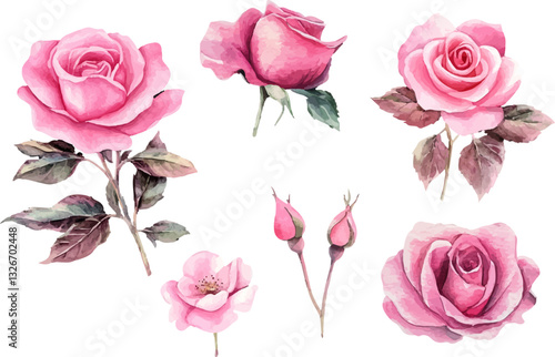 pink roses on white background