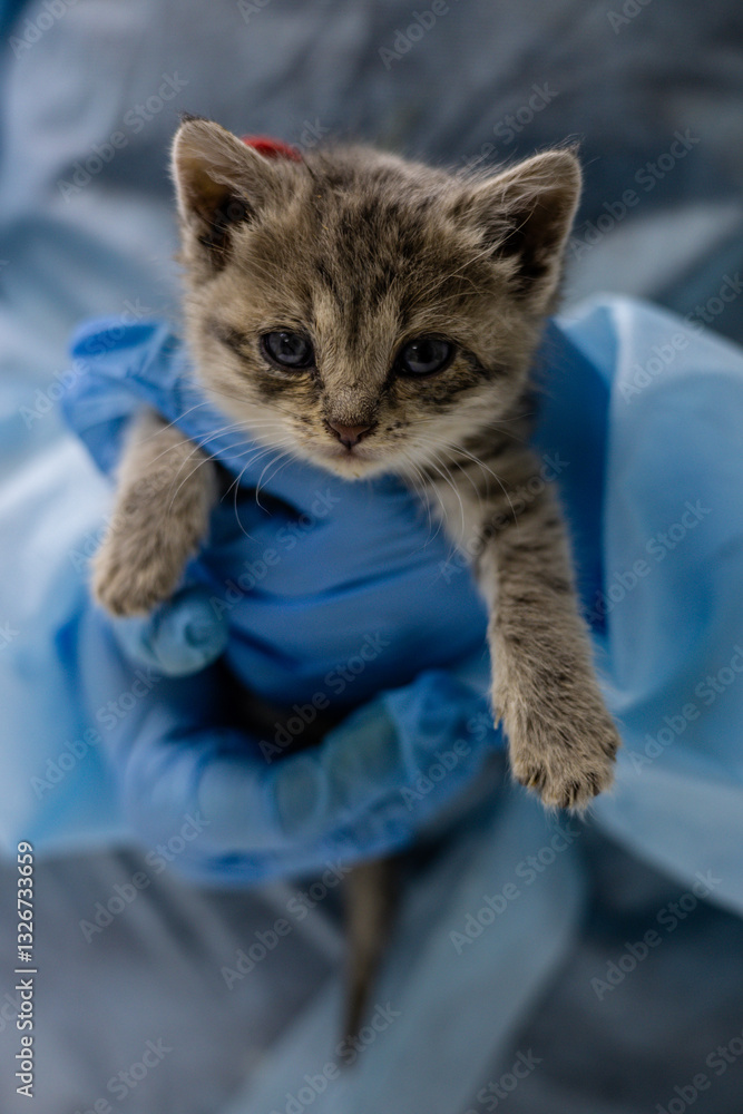 Vertical. A veterinarian wearing blue gloves gently holds a small stray kitten during a medical examination. The veterinarian provides the necessary care and treatment to the vulnerable kitten. Vertical. A veterinarian wearing blue gloves gently holds a small stray kitten during a medical examination. The veterinarian provides the necessary care and treatment to the vulnerable kitten.