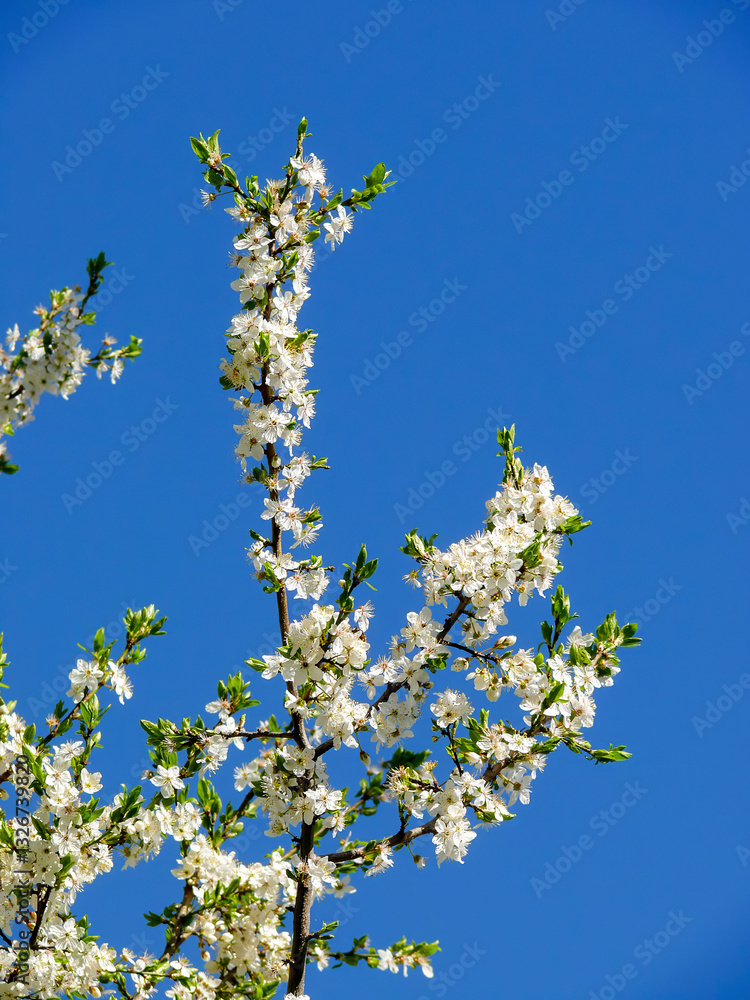 Cherry blossom (Prunus avium) against a blue sky in Tremosine. Cherry blossom (Prunus avium) against a blue sky in Tremosine.