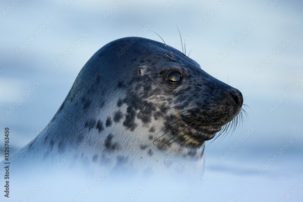 Obraz premium Side portrait of grey seal youngling looking at the setting sun on blurred blue background