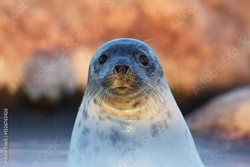 Front portrait of grey seal youngling looking at the camera with big red rocks blurred on the background