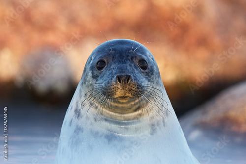 Front portrait of grey seal youngling looking at the camera with big red rocks blurred on the background