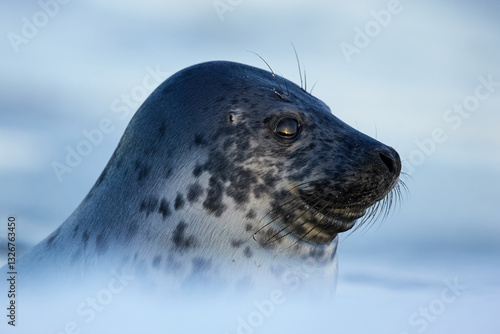 Side portrait of grey seal youngling looking at the setting sun on blurred blue background