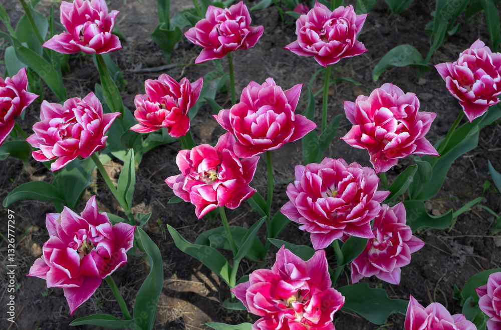 Amazing nature concept. pink - crimson tulips on a flowerbed. Natural view of blooming tulips in the garden. spring flower background. Delicate flowers, flowerbed decoration. Beauty of nature,