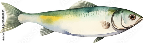 Watercolor painted fish. Hand drawn fresh seafood design element isolated on white background.