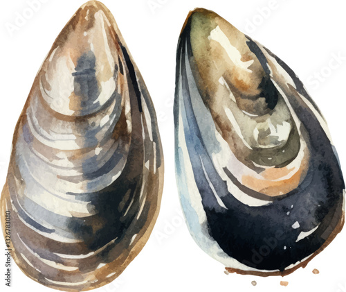 Watercolor painted mussels. Hand drawn fresh seafood design element isolated on white background.