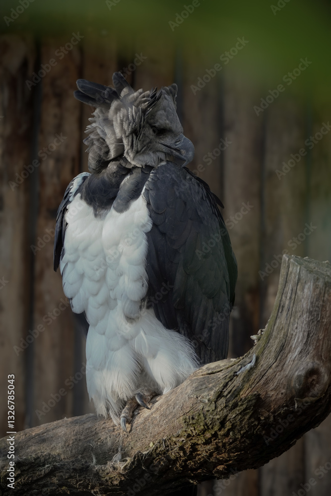 Fototapeta premium Harpy 