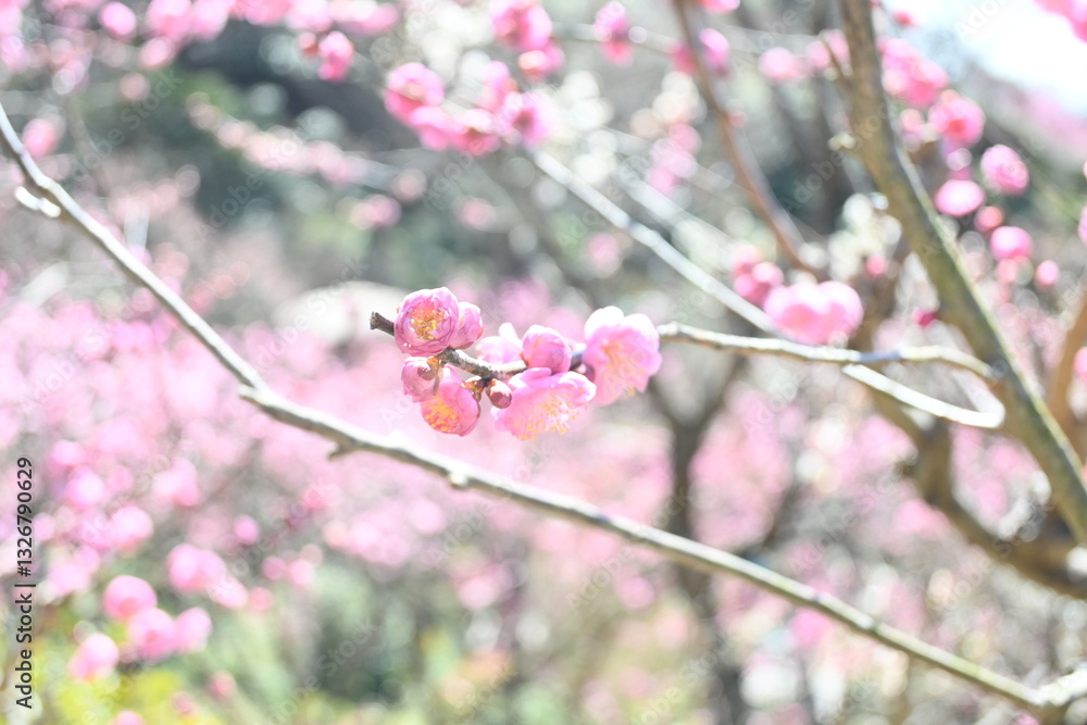 Blooming japan plum blossom with great pink color Blooming japan plum blossom with great pink color