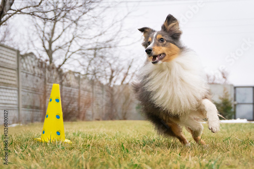 Cute tricolor sheltie dog is training obedience. Smart obedient shetland sheepdog is running around a cone