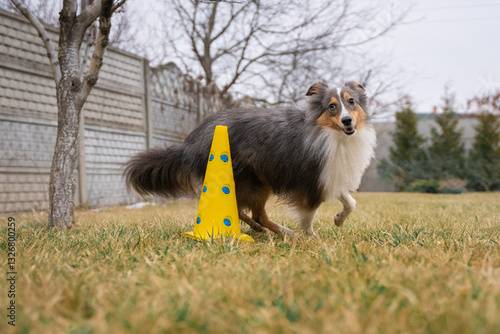 Cute tricolor sheltie dog is training obedience. Smart obedient shetland sheepdog is running around a cone
