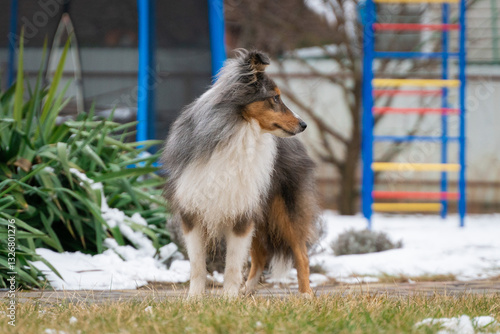 Cute tricolor sheltie dog on the playground background. Smart obedient shetland sheepdog