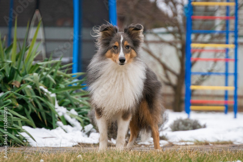 Cute tricolor sheltie dog on the playground background. Smart obedient shetland sheepdog