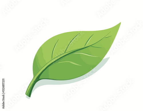 Single green leaf with visible veins on white