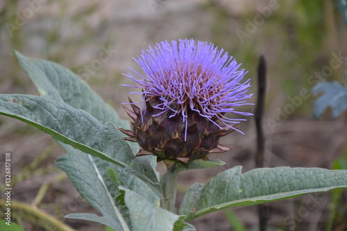 Artichoke in bloom