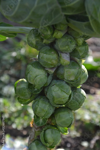 Brusel sprouts makro