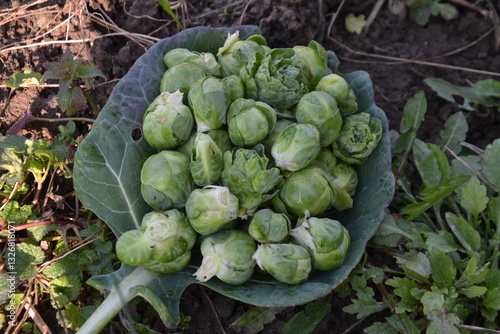 Harvested bussel sprout heads on a leaf