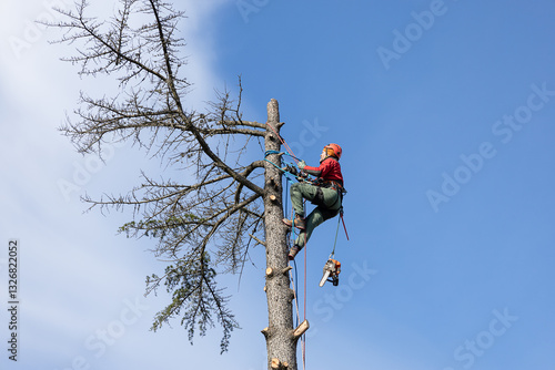 Tree Removal. Professional arborist cutting a tree with a chainsaw. Safety when working at height. Deforestation in treeindustry. 