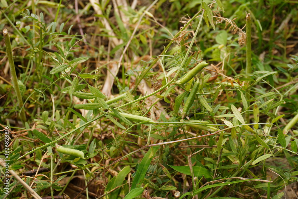 Vicia sativa or common vetch pods on its plant on the grass field Vicia sativa or common vetch pods on its plant on the grass field