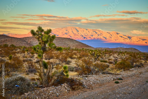 Tableau sur toile Golden Hour Joshua Tree Nevada Desert with Mountains at Eye Level
