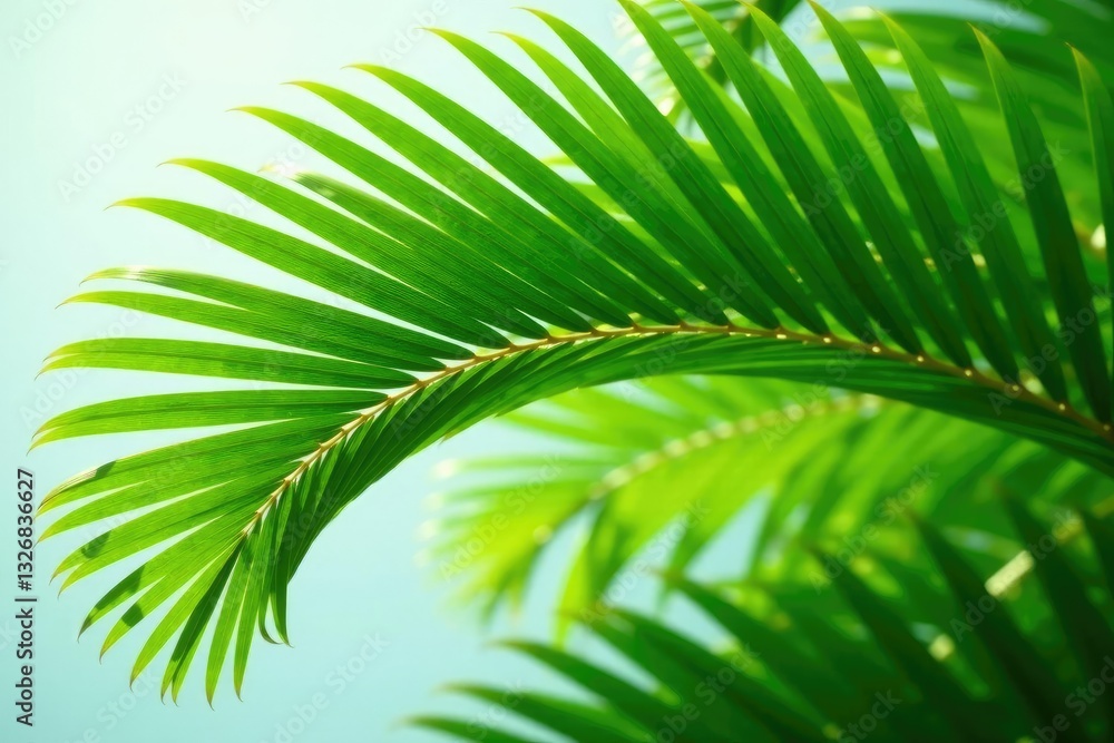 Fototapeta premium Delicate fronds unfurl from the crown of a mature green palm tree leaf, leaves, palm tree, verdant