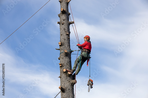 Tree Removal. Professional Arborist at Work. Safety when working at height. Deforestation in treeindustry.  photo