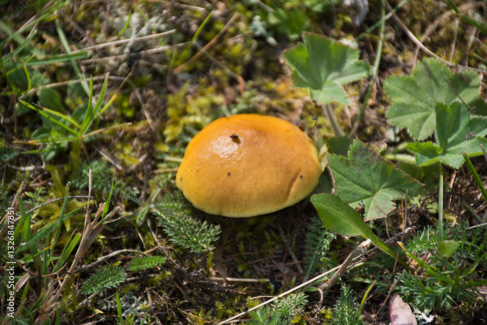 Yellow mushroom on ground in forest at Germany Yellow mushroom on ground in forest at Germany