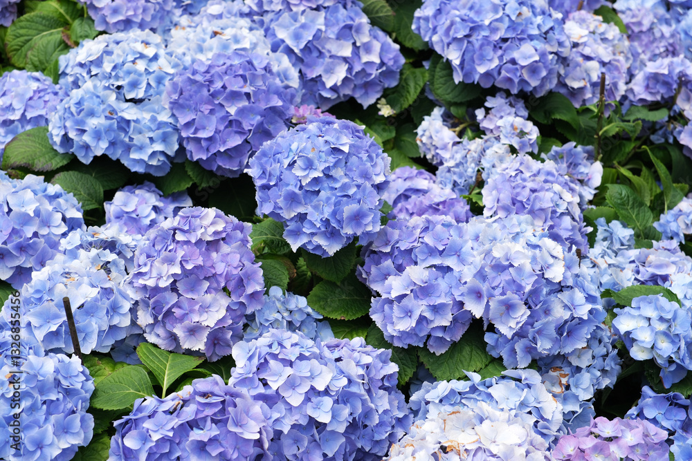 blue hydrangea flowers cluster blue hydrangea flowers cluster