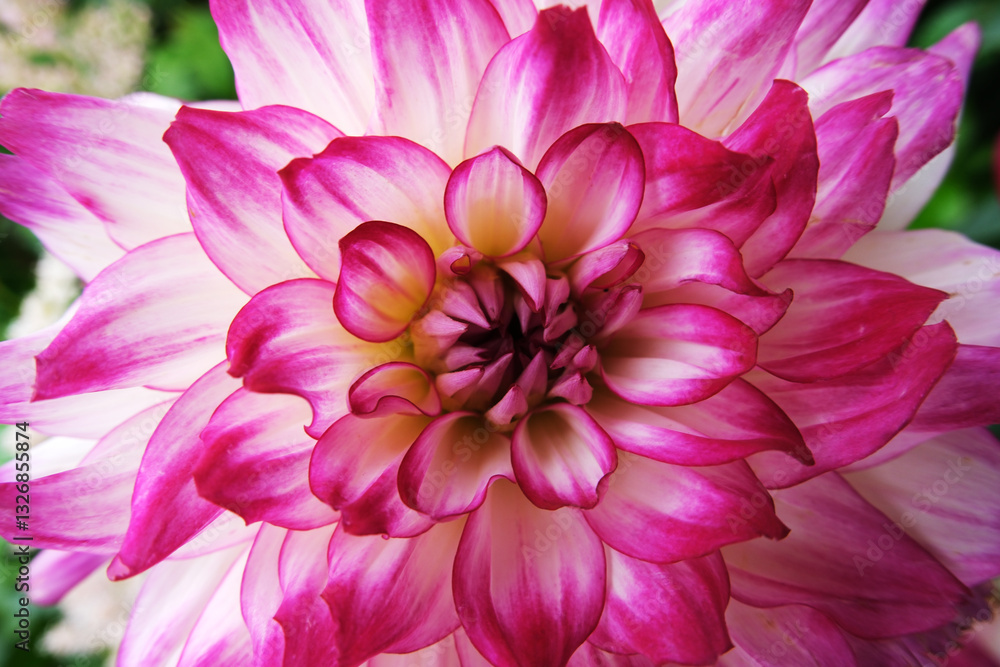 Fototapeta premium blooming pink dahlia flower front view close up