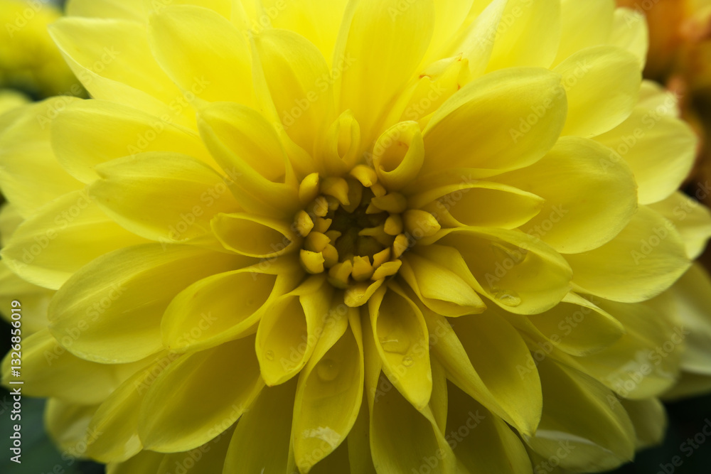 Fototapeta premium close-up yellow Dahlia flower head
