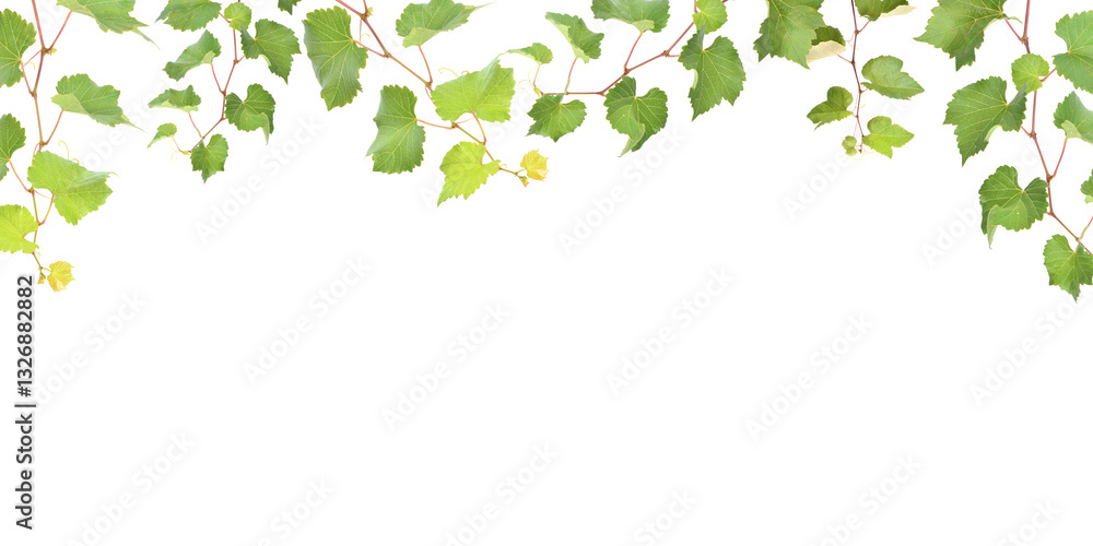 Grape vine on white isolated background Grape vine on white isolated background
