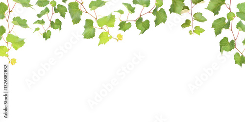 Grape vine on white isolated background
