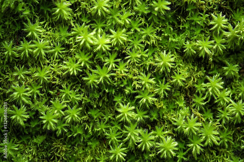 shady forest layer thrives with vigor as healthy moss threads its gentle and ornate patterns shaping a peaceful and verdant vibe
shady forest layer thrives with vigor as healthy moss threads its gentle and ornate patterns shaping a peaceful and verdant vibe